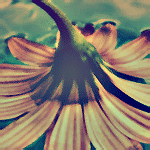   iŝŜ ₥ĕ₥ộ₥ ~