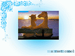  a cuet camel